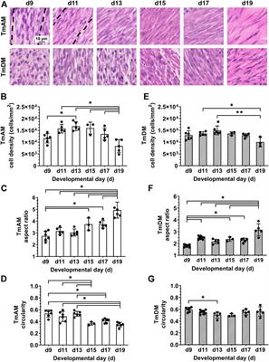 Craniofacial tendon development—Characterization of extracellular matrix morphology and spatiotemporal protein distribution